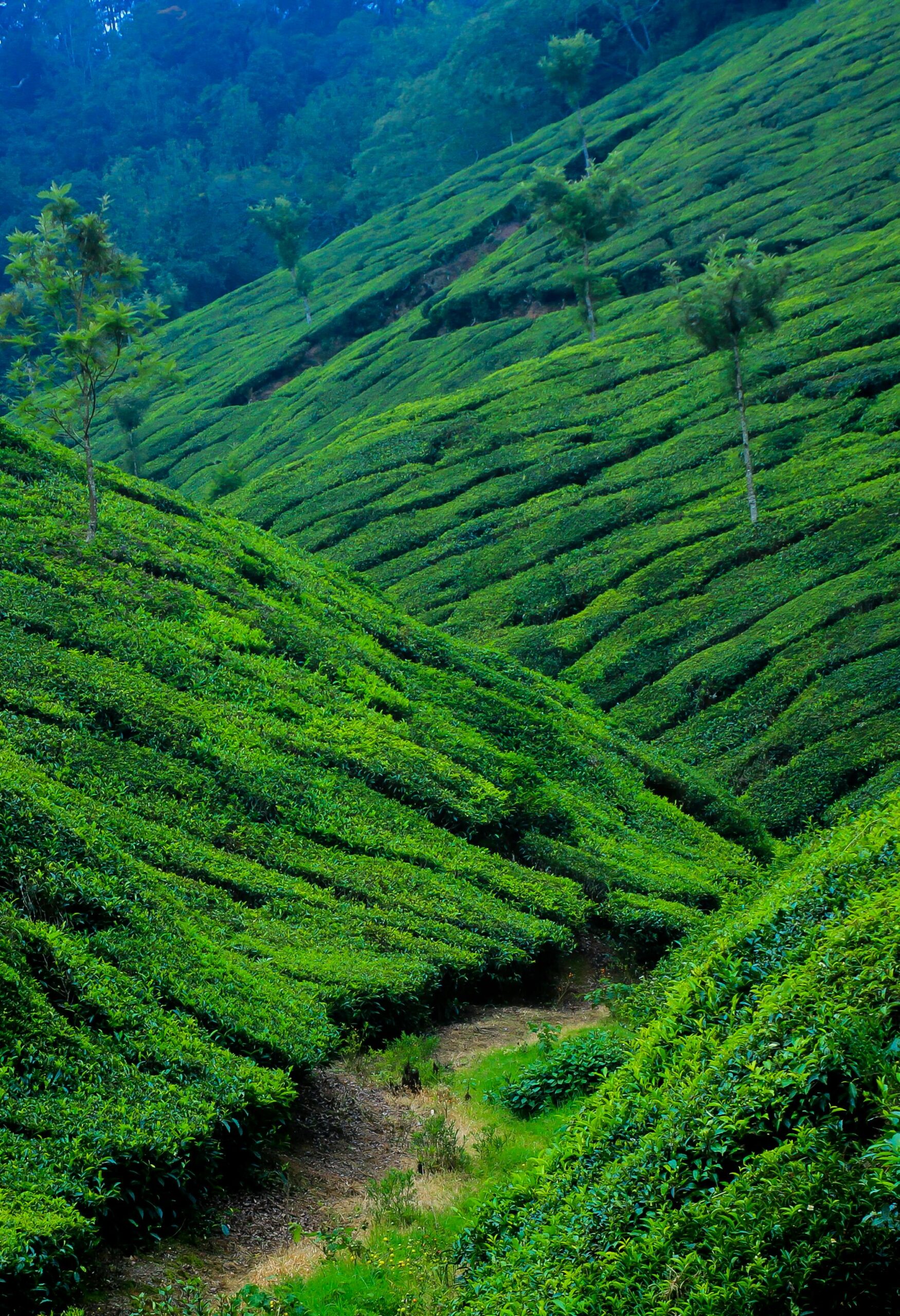 Vibrant tea plantations covering rolling hills in Munnar, India, showcasing breathtaking rural landscapes.