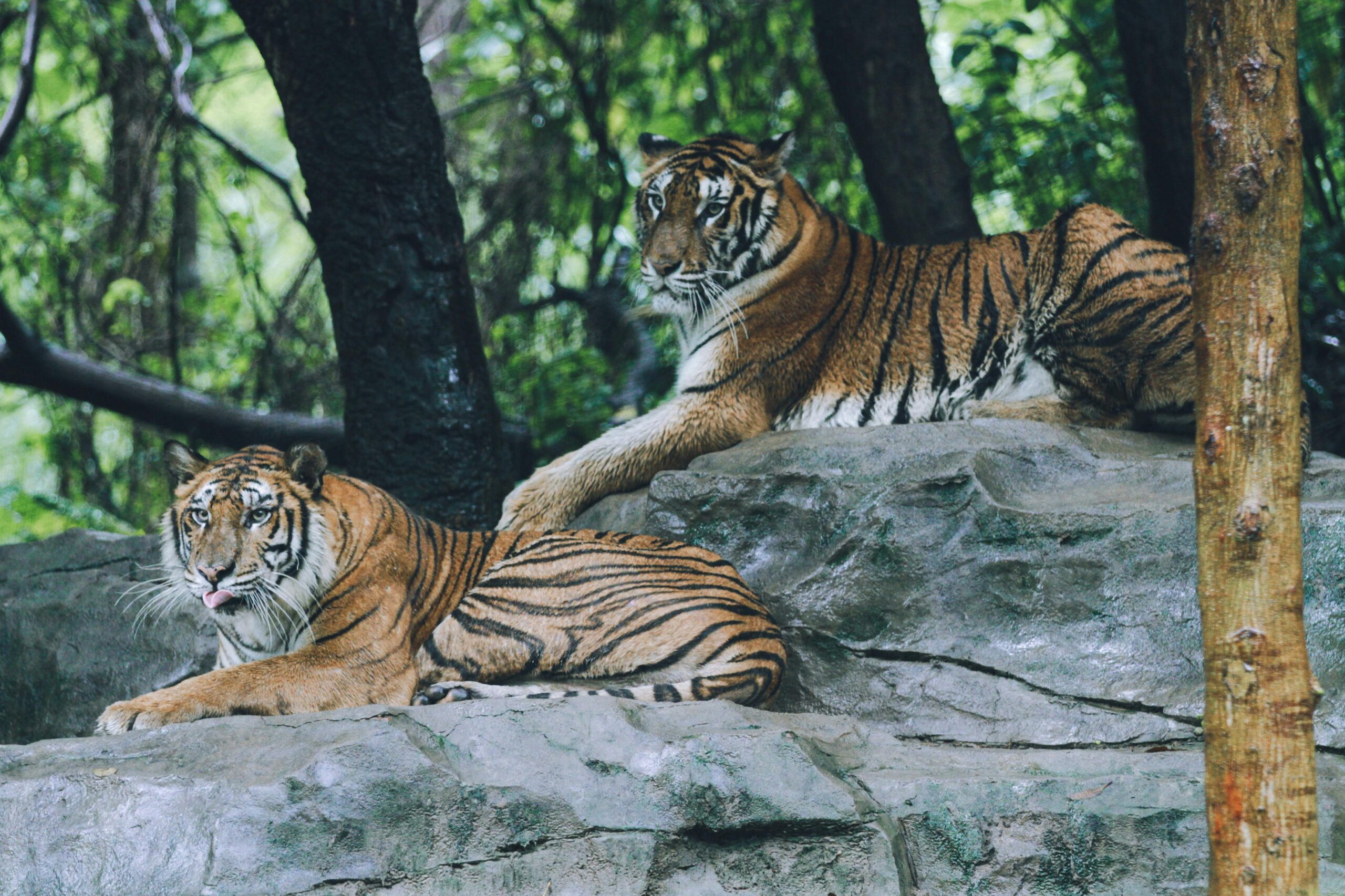 Two Sumatran tigers lounging on stone in a forest setting, showcasing their majestic beauty.